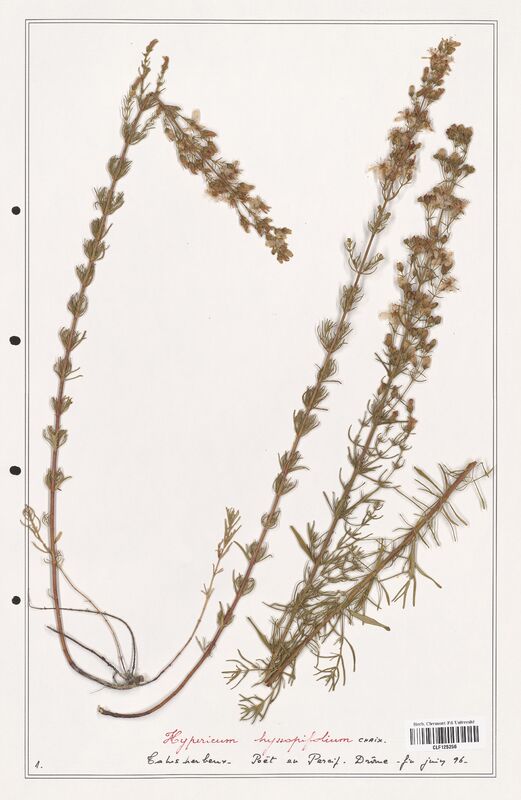 Hypericum hyssopilium  (Hypericeae)