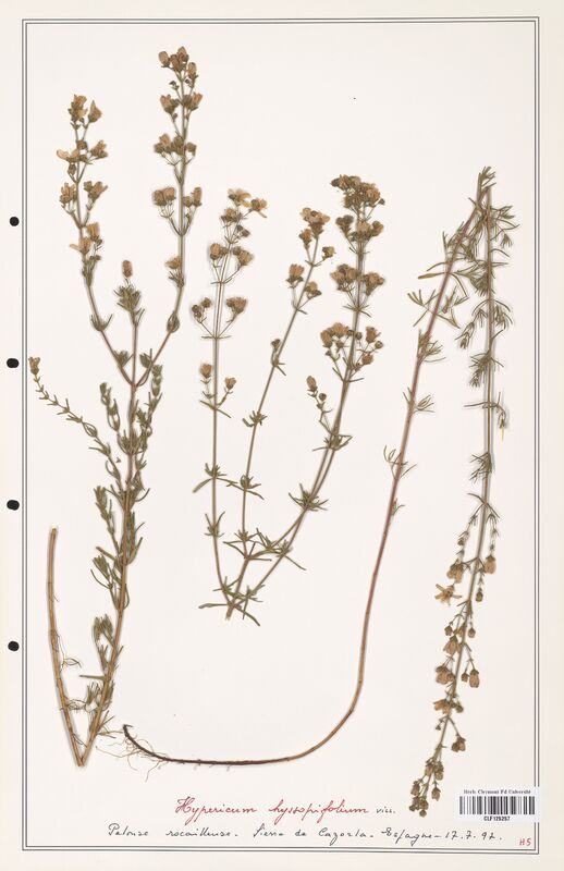 Hypericum hyssopilium  (Hypericeae)