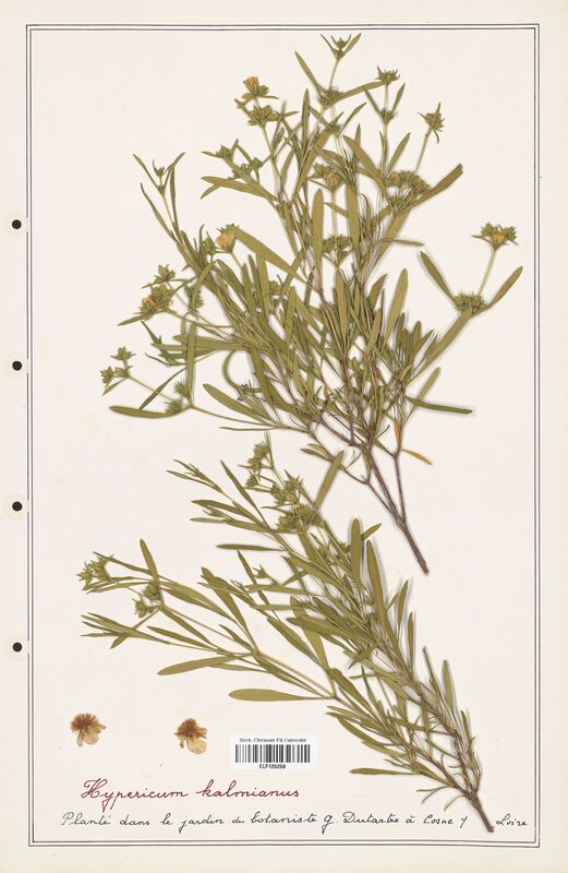 Hypericum kalmianus  (Hypericeae)