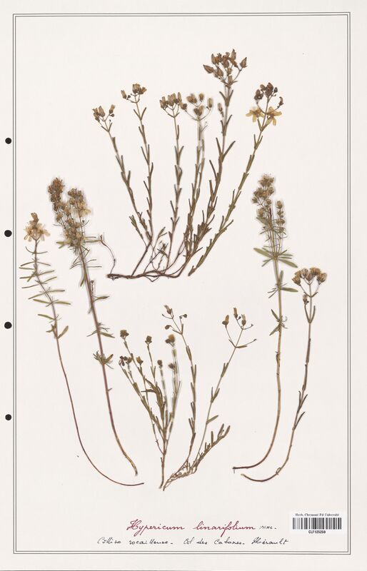 Hypericum linarifolium  (Hypericeae)