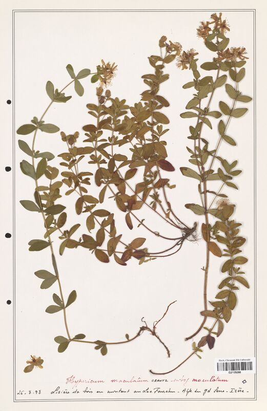 Hypericum maculatum  (Hypericeae)