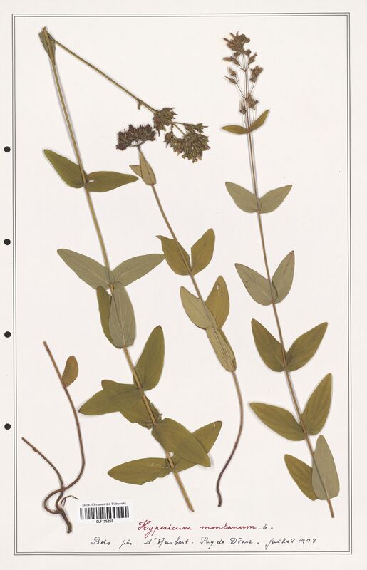 Hypericum montanum  (Hypericeae)