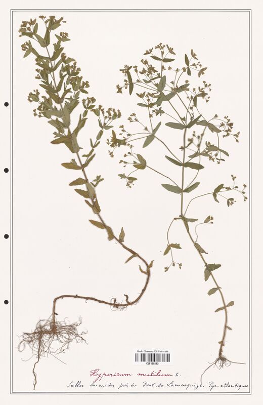 Hypericum mutilum  (Hypericeae)