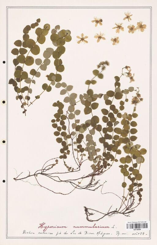 Hypericum nummularium  (Hypericeae)