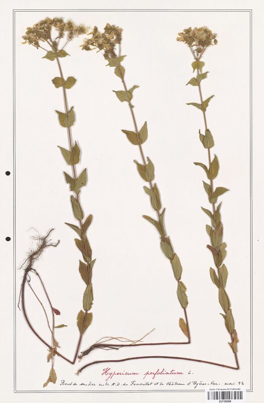 Hypericum perfoliatum  (Hypericeae)