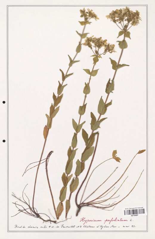 Hypericum perfoliatum  (Hypericeae)