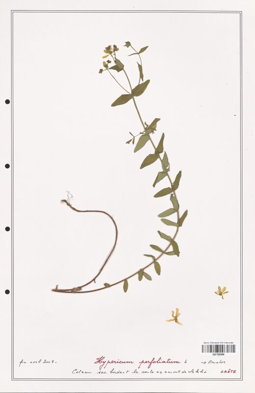 Hypericum perfoliatum  (Hypericeae)
