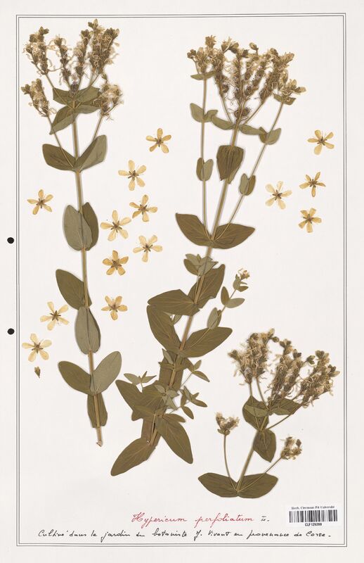 Hypericum perfoliatum  (Hypericeae)