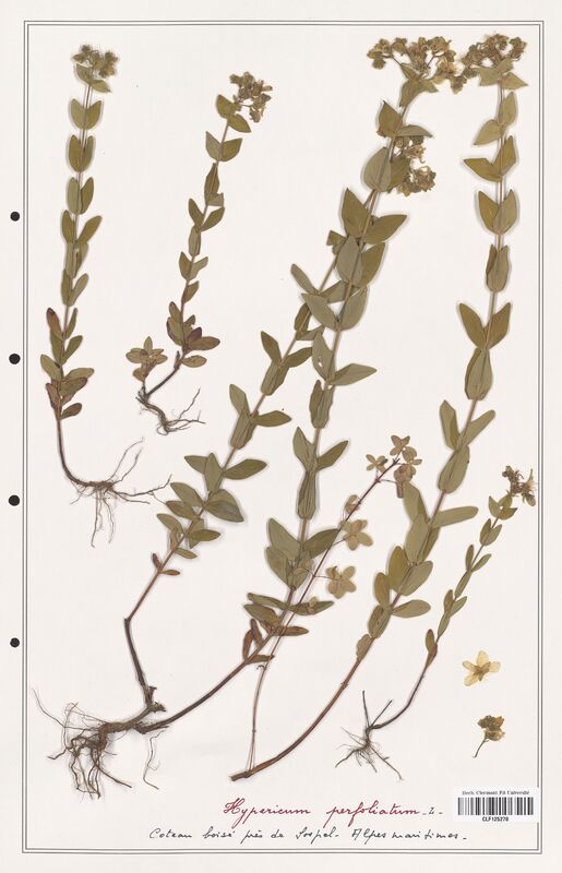 Hypericum perfoliatum  (Hypericeae)