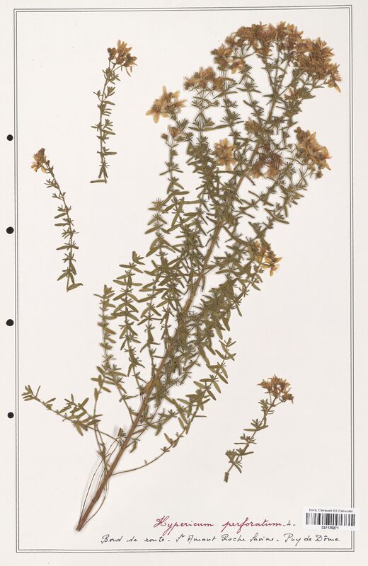 Hypericum perfoliatum  (Hypericeae)