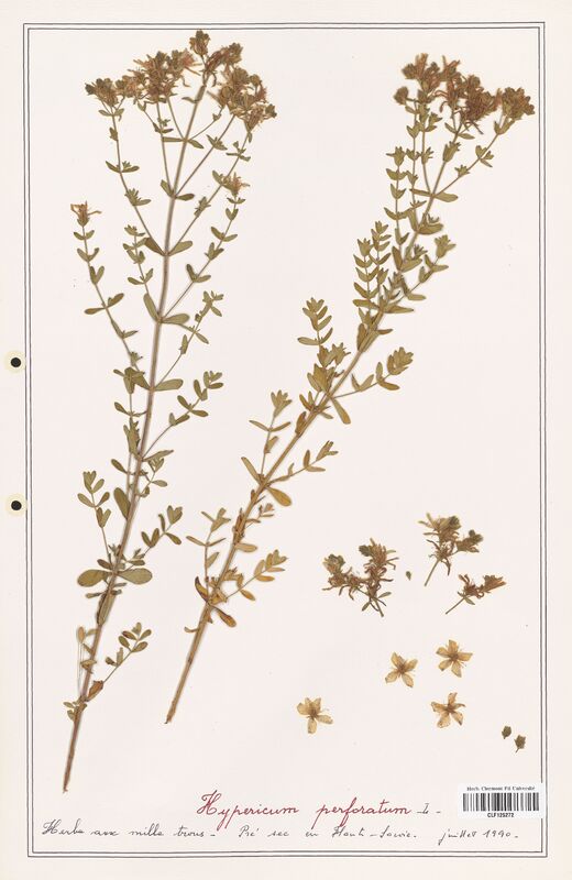 Hypericum perforatum  (Hypericeae)