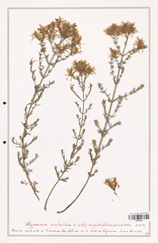 Hypericum perforatum  (Hypericeae)