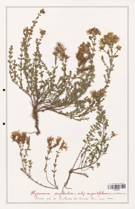 Hypericum perforatum  (Hypericeae)