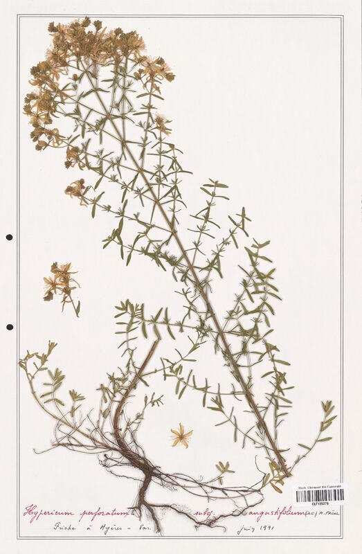 Hypericum perforatum  (Hypericeae)
