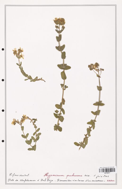 Hypericum pubescens  (Hypericeae)