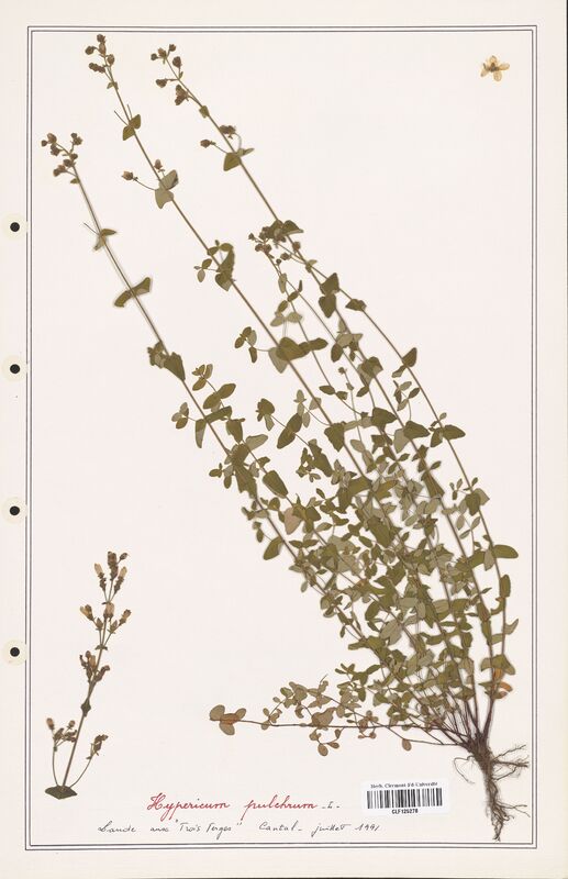 Hypericum pulchrum  (Hypericeae)