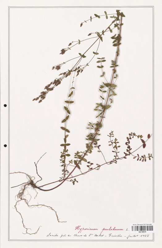 Hypericum pulchrum  (Hypericeae)