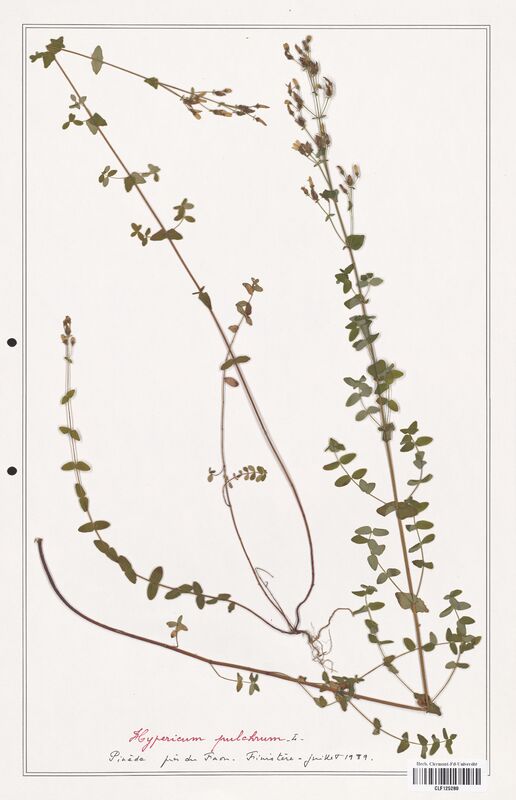 Hypericum pulchrum  (Hypericeae)