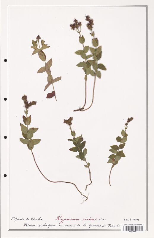 Hypericum richeri  (Hypericeae)