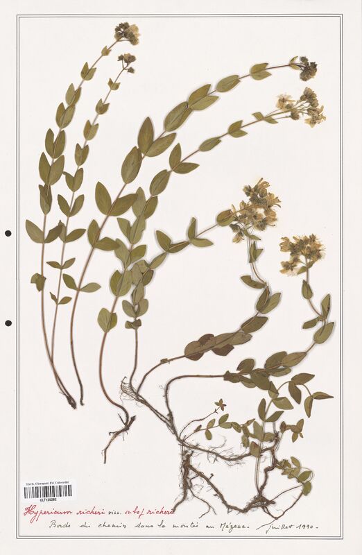 Hypericum richeri  (Hypericeae)