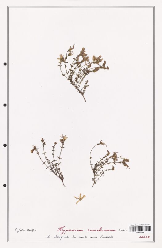 Hypericum rumelianum  (Hypericeae)