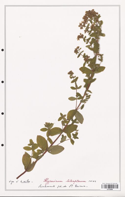 Hypericum tetrapterum  (Hypericeae)