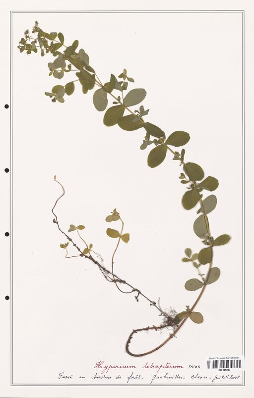 Hypericum tetrapterum  (Hypericeae)