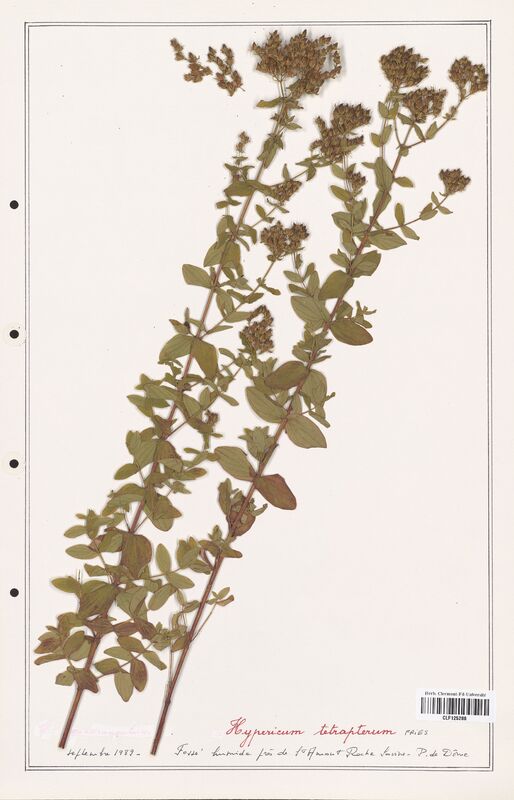 Hypericum tetrapterum  (Hypericeae)