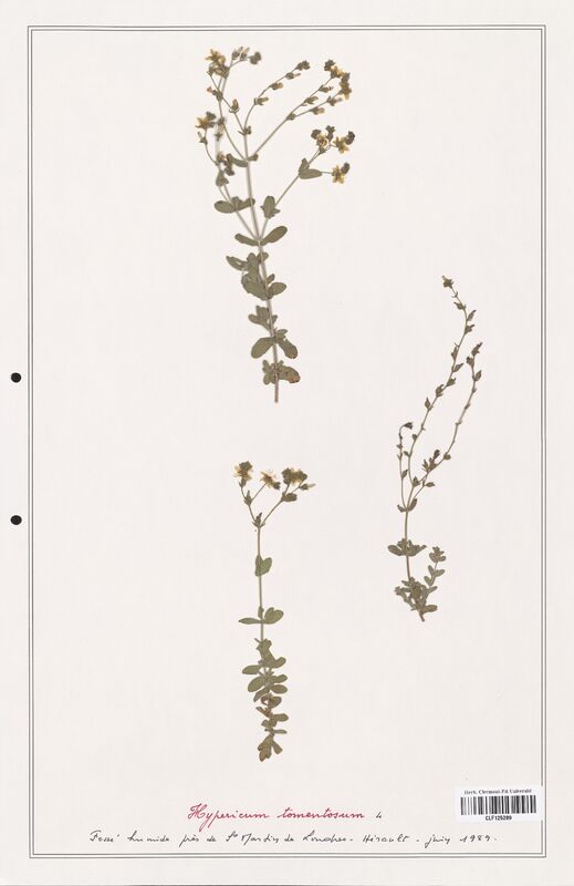 Hypericum tomentosum  (Hypericeae)