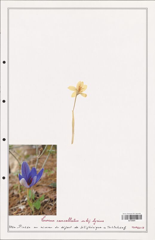 Crocus cancellatus  (Iridaceae)