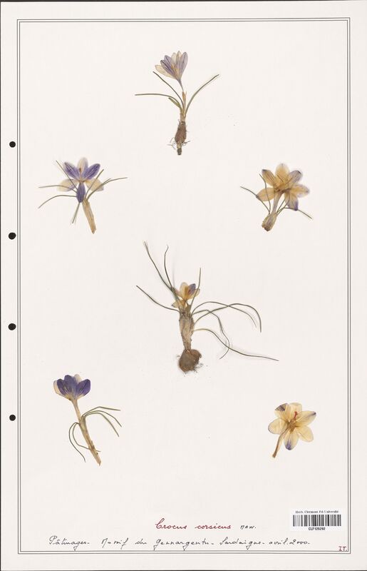 Crocus corsicus  (Iridaceae)