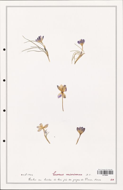 Crocus minimus  (Iridaceae)