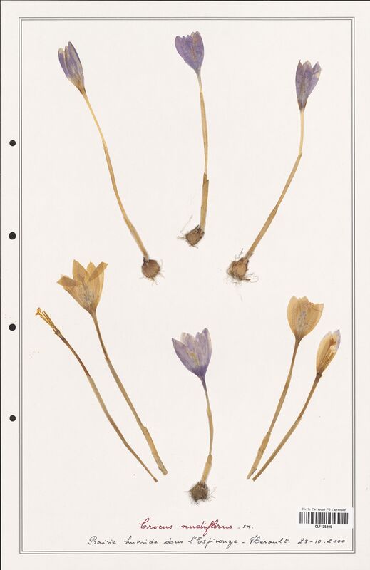 Crocus nudiflorus  (Iridaceae)