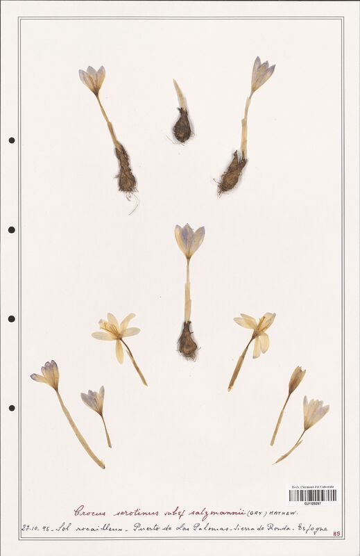 Crocus serotinus  (Iridaceae)