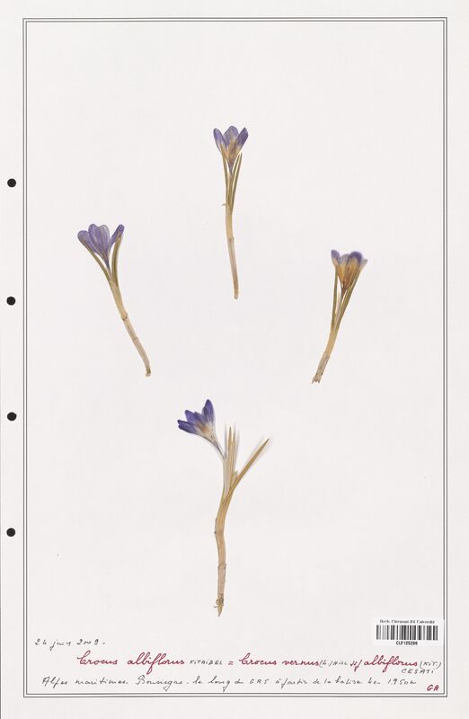 Crocus albiflorus  (Iridaceae)