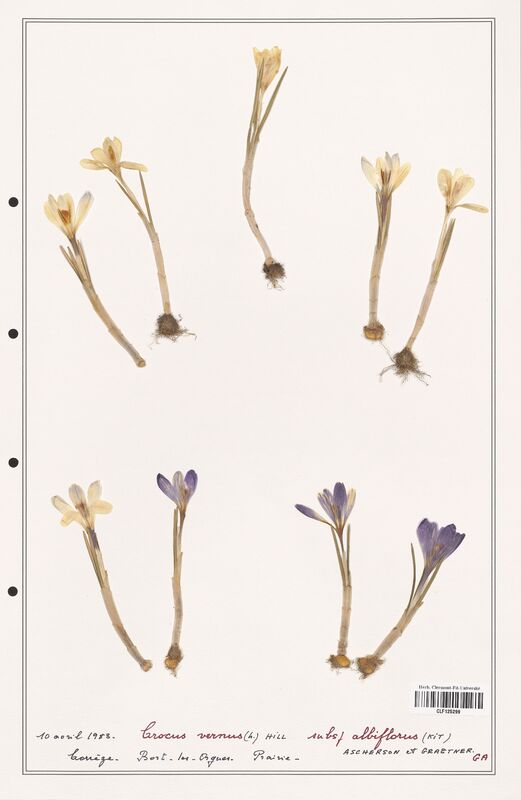 Crocus vernus  (Iridaceae)