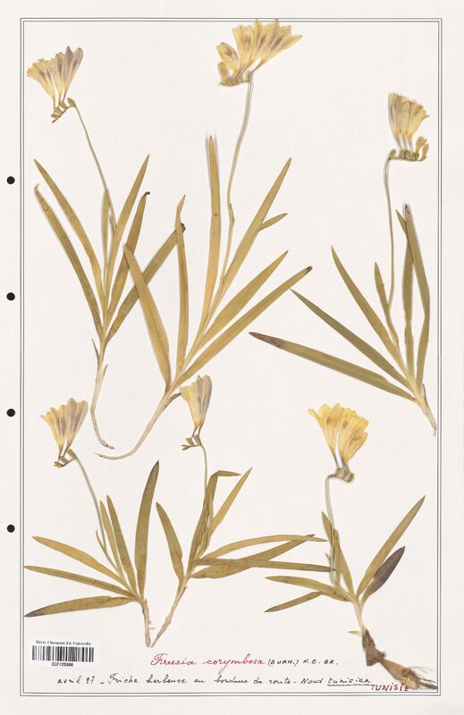 Freesia corymbosa  (Iridaceae)