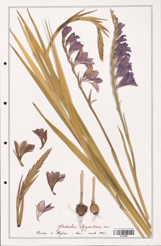 Gladiolus bysantinus  (Iridaceae)