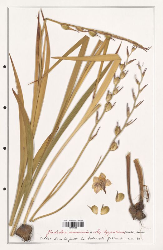 Gladiolus communis  (Iridaceae)