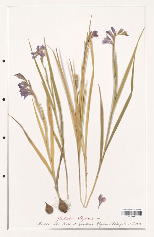 Gladiolus illyricus  (Iridaceae)