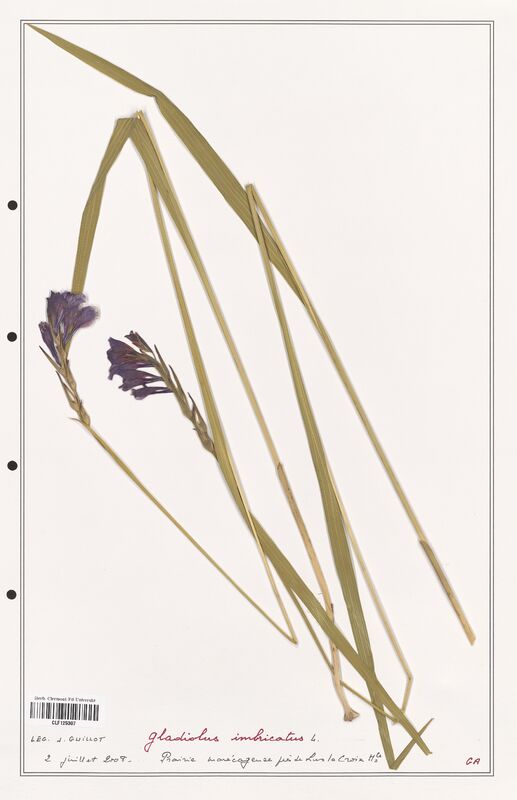 Gladiolus imbricatus  (Iridaceae)