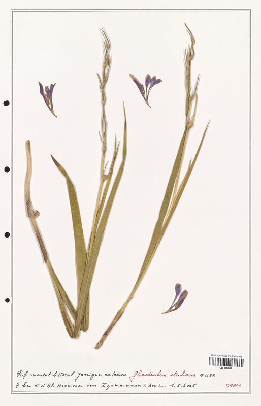 Gladiolus italicus  (Iridaceae)
