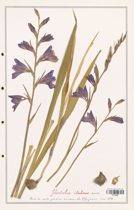 Gladiolus italicus  (Iridaceae)