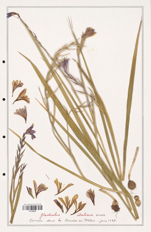 Gladiolus italicus  (Iridaceae)