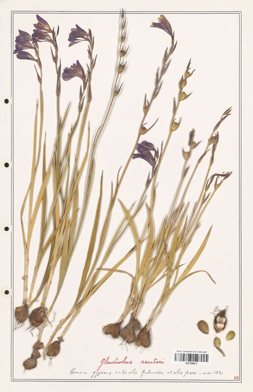 Gladiolus reuteri  (Iridaceae)