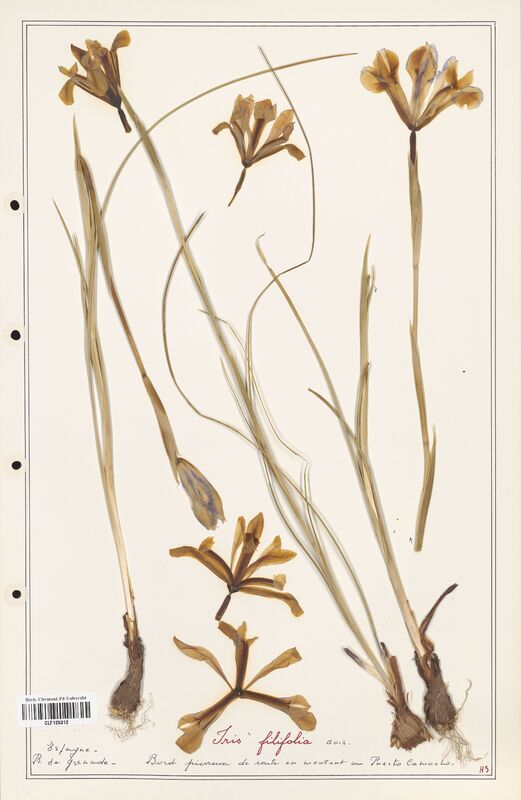 Iris filifolia  (Iridaceae)