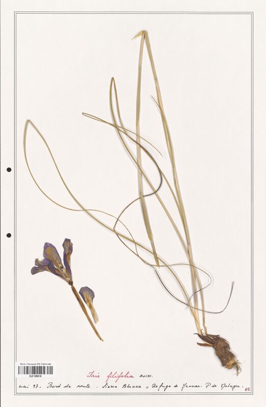 Iris filifolia  (Iridaceae)