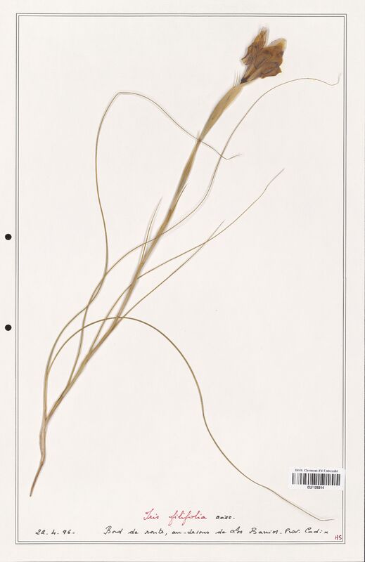 Iris filifolia  (Iridaceae)