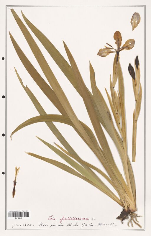 Iris foetidissima  (Iridaceae)