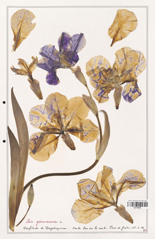 Iris germanica  (Iridaceae)